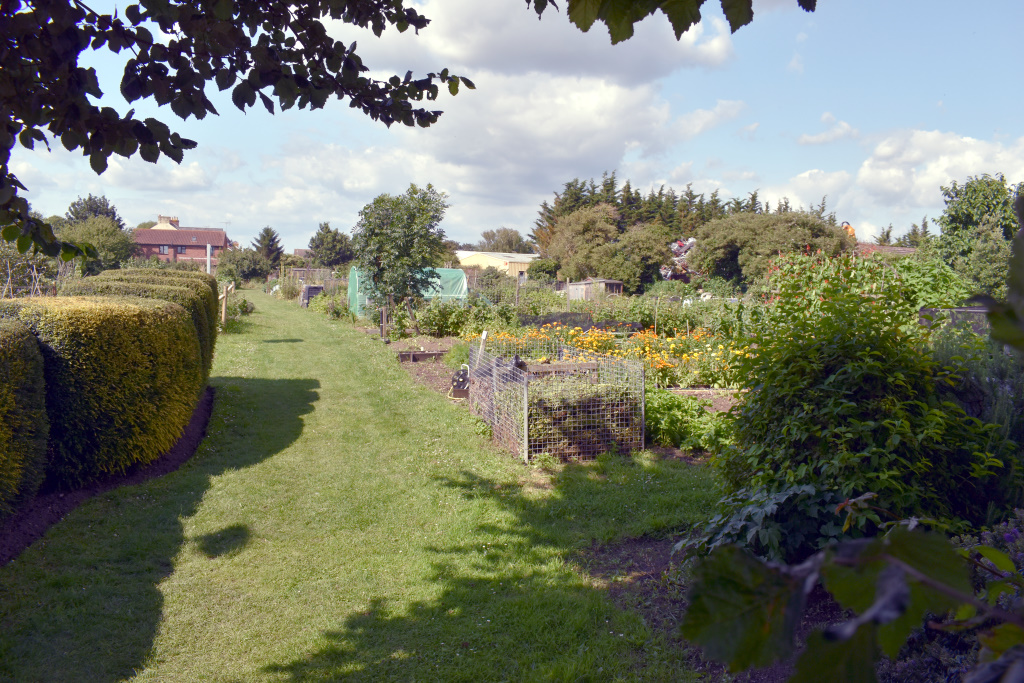 Picture of the City Council allotments - Whyke Road