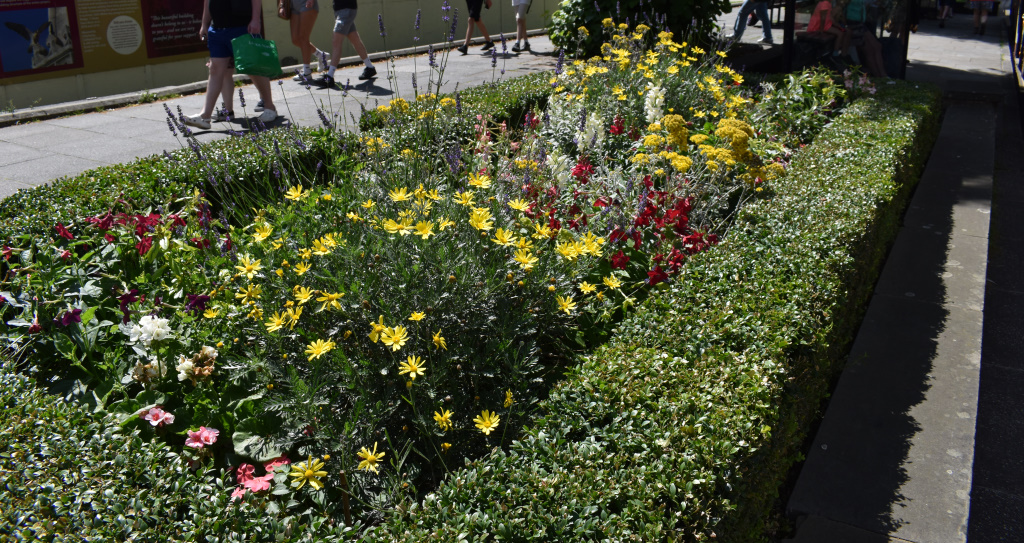 Cathedral beds - wildflower planting - summer 2021