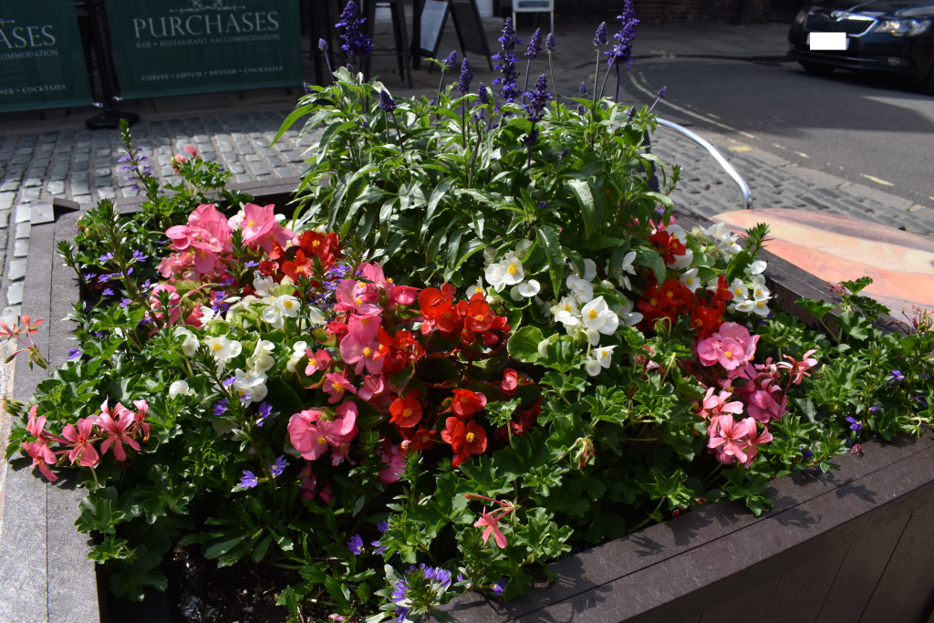 City Floral - planter - North Street - Old Cross