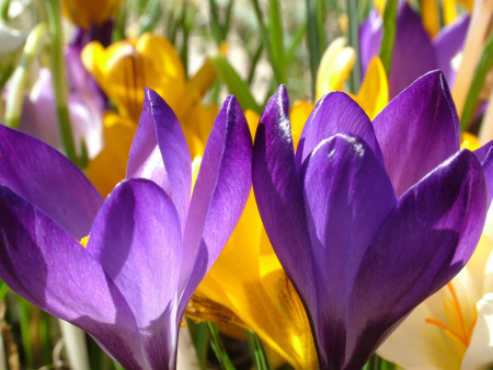 Image showing blossoming tulips in a field - purple and yellow blooms