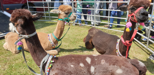 Chichester City Platinum Jubilee Family Fun Day - 4 June 2022 - 1