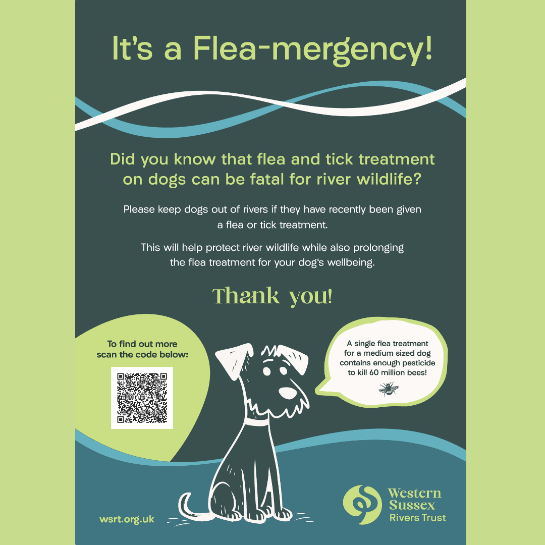 It's a Flea-mergency! Did you know that flea and tick treatment on dogs can be fatal for river wildlife Please keep dogs out of rivers if they have recently been given a flea or tick treatment This will help protect river wildlife while also prolonging the flea treatment for your dog's wellbeing A single flea treat for a medium sized dog contains enough pesticide to kill 60 million bees! wrst.org.uk Western Sussex Rivers Trust