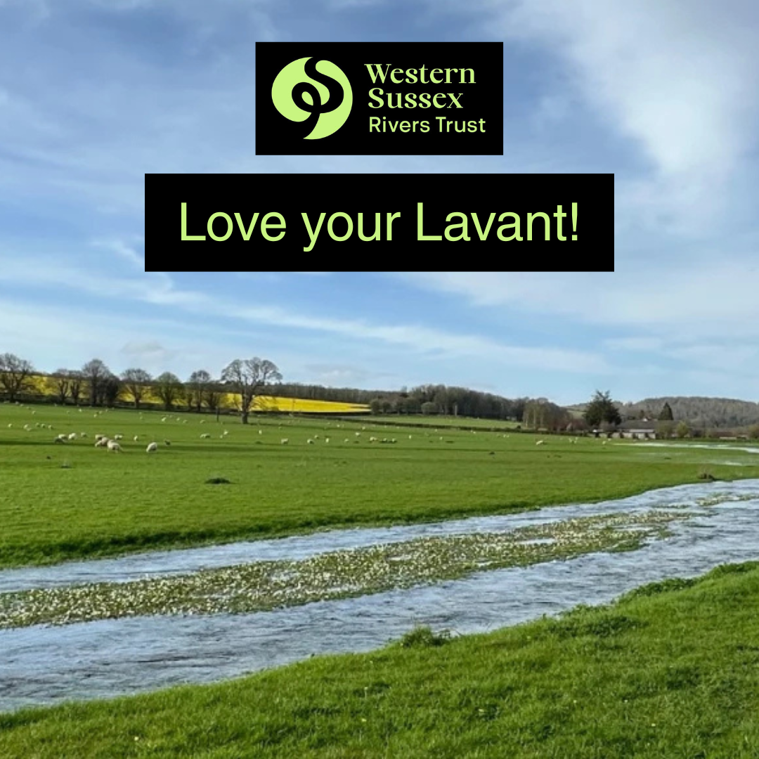 Western Sussex Rivers Trust Love your Lavant! A photo of the River Lavent.